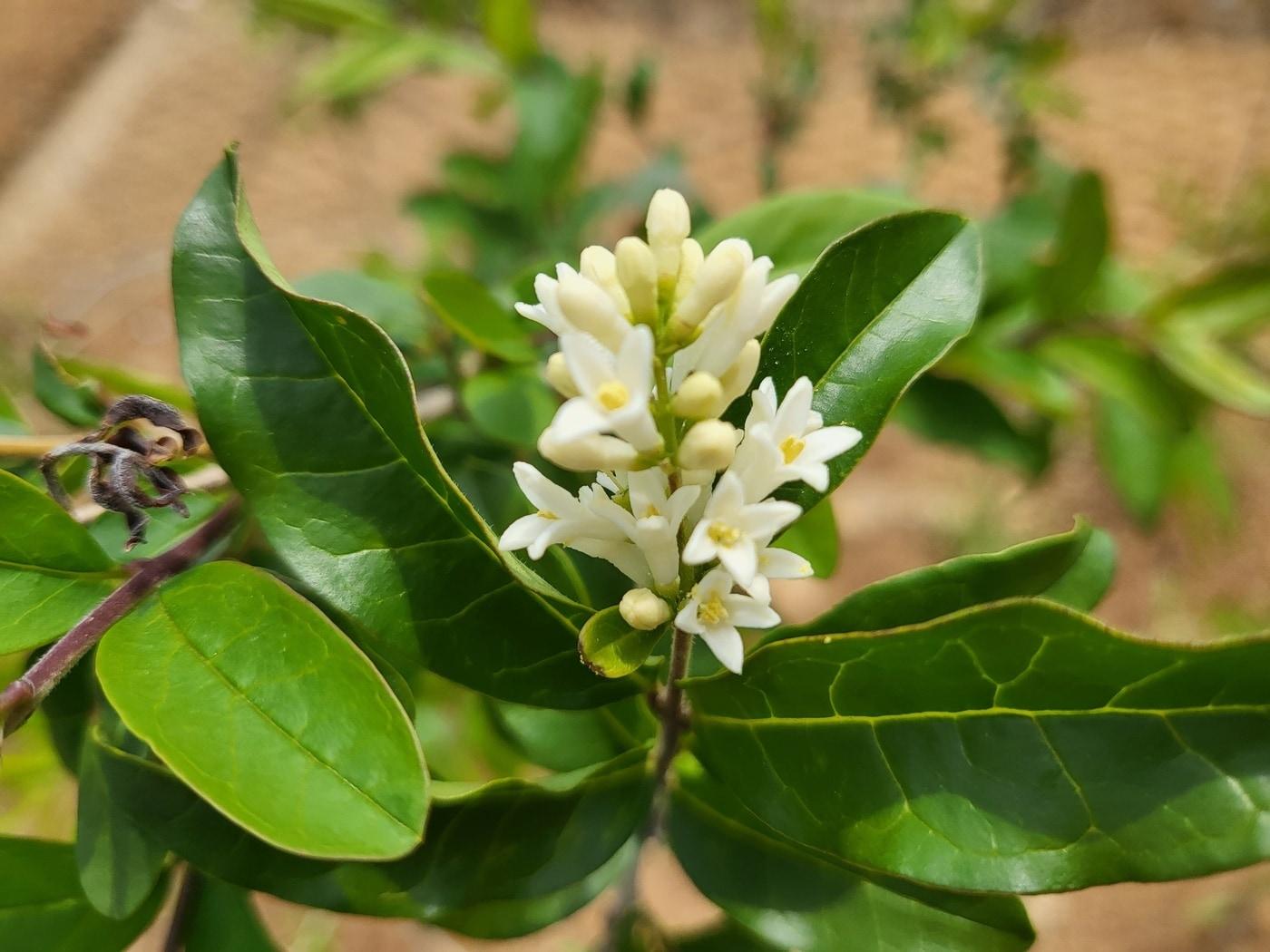 본문 이미지 - 탄소 저장량과 흡수량이 높은 것으로 확인된 사철나무. (국립세종수목원 제공) / 뉴스1 