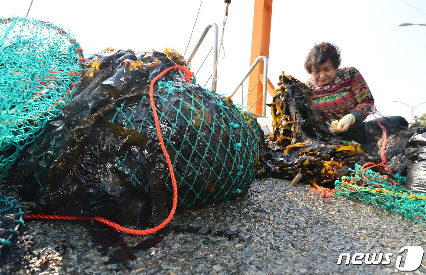 본문 이미지 - 경북 포항시 북구 환여동 해안도로에서 해녀가 수확한 자연산 돌미역을 다듬고 있다.2023.2.7/뉴스1 ⓒ News1 최창호 기자