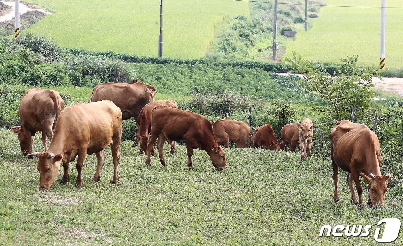 ⓒ News1 박진규 기자