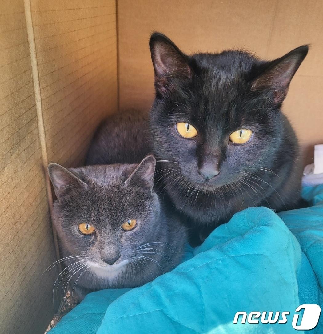 본문 이미지 - 8일 경기 평택시 미군부대 인근 마을에서 유기된 새끼 러시안블루 두 마리. (독자 A씨 제공)