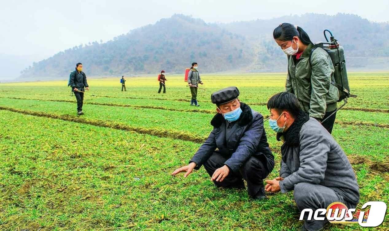 본문 이미지 - (평양 노동신문=뉴스1) = 북한 노동당 기관지 노동신문은 11일 "백배로 분발하여 밀과 보리농사에서 결정적인 개선을 이뤄야 한다＂라고 전했다. [국내에서만 사용가능. 재배포 금지. DB 금지. For Use Only in the Republic of Korea. Redistribution Prohibited] rodongphoto@news1.kr