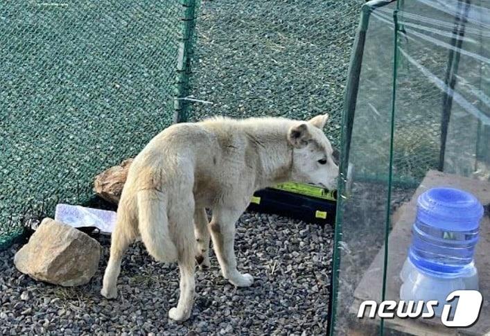 본문 이미지 - 동물구조119가 떠돌이개 중성화를 위해 포획을 하고 있다.(동물구조119 제공) /뉴스1