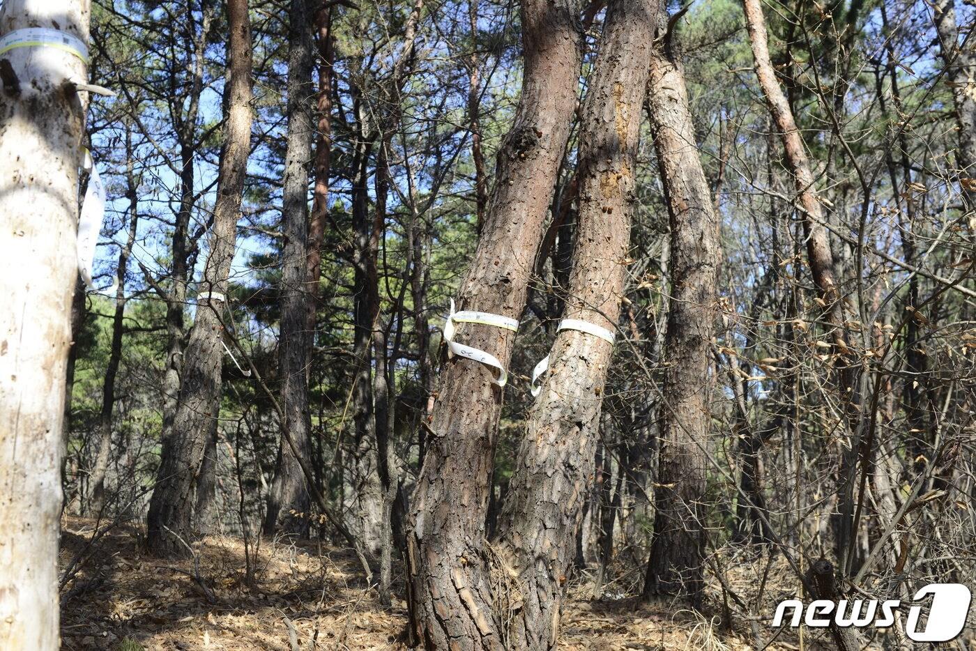 본문 이미지 - 14일 대구 북구 사수동의 한 야산에 '병충해 밴드'가 부착된 소나무. 2023.3.14/뉴스1 ⓒ News1 이성덕 기자