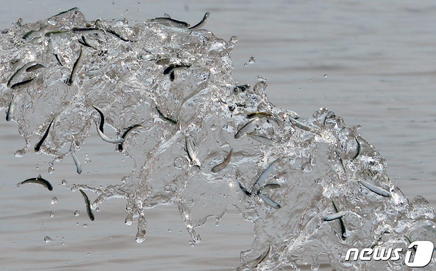 본문 이미지 - 연어 치어들이 하천으로 방류되고 있다. ⓒ 뉴스1 최창호 기자