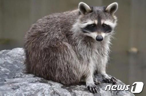 본문 이미지 - 야생너구리. 뉴스1 DB ⓒ News1 김동수 기자