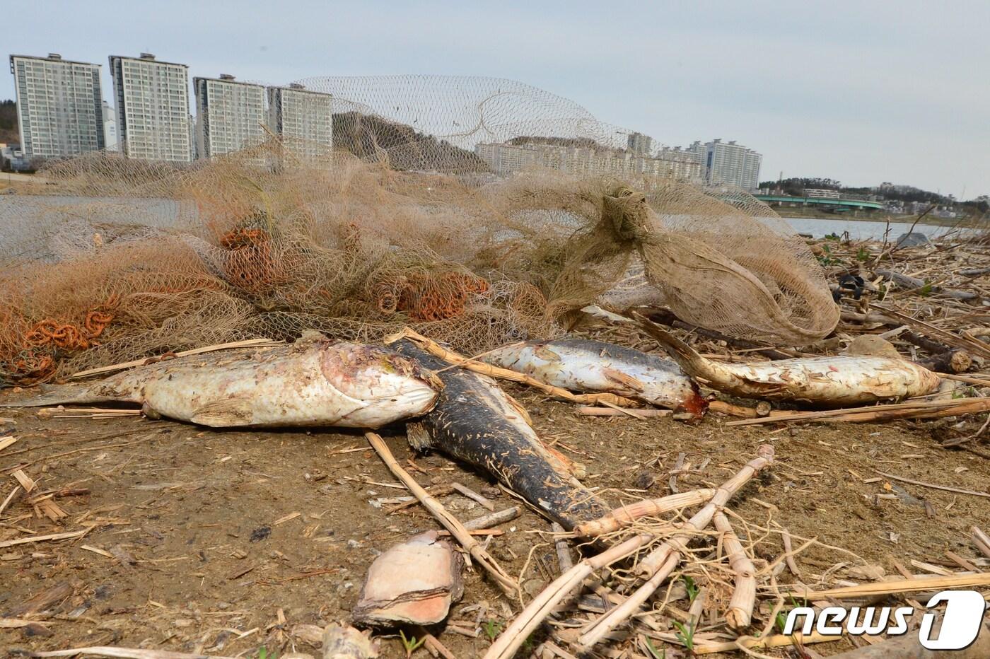 본문 이미지 - 16일 오전 경북 포항시 남구 연일읍 형산강 인도교 주변에서 불법 어로행위에 사용된 투망과 죽은 숭어들이 나뒹굴고 있다. 포항시는 형산강에서 낚시 등 어로행위를 금지하고 있다. 2023.3.16/뉴스1 ⓒ News1 최창호 기자