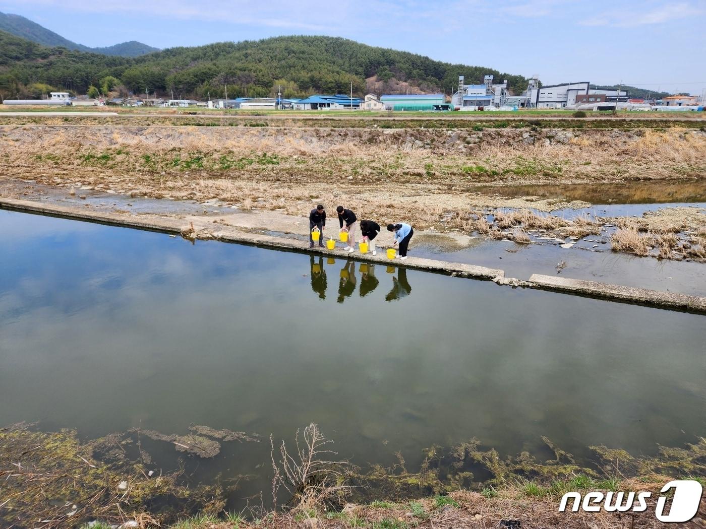 본문 이미지 - 21일 경남 고성군 관계자가 고성읍 암전천에서 은어 치어를 방류하고 있다.(고성군 제공)