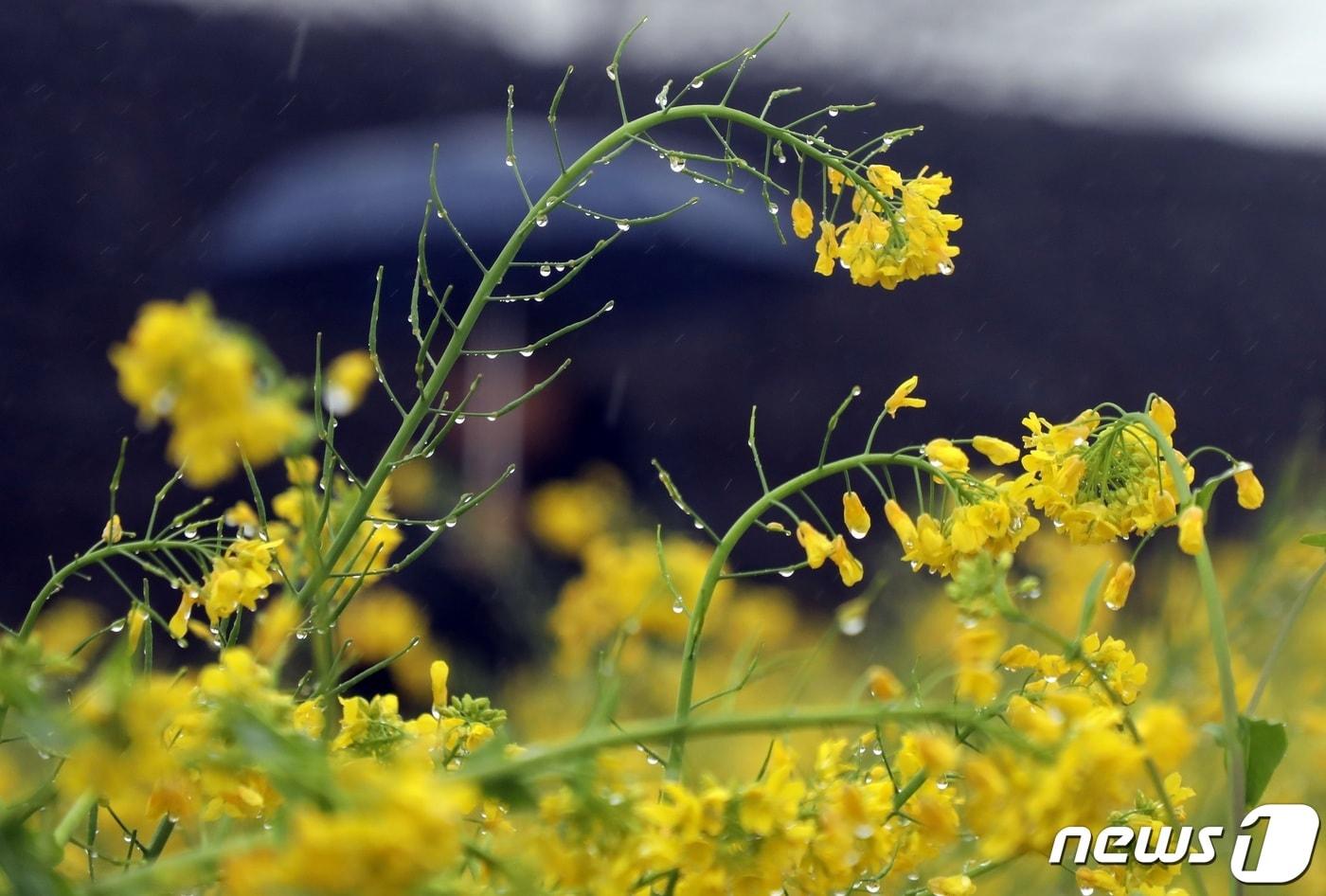 본문 이미지 - 빗물 맺힌 유채꽃(자료사진)/뉴스1
