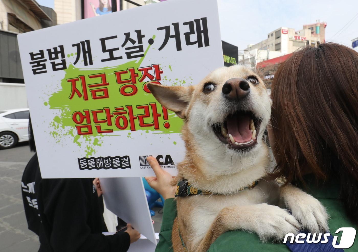 본문 이미지 - 23일 서울 서대문구 신촌 유플렉스 앞 스타광장에서 동물해방물결 회원들이 '국제 강아지의 날'을 맞아 개 식용 문제의 종식을 촉구하는 기자회견을 하고 있다. 국제 강아지의 날은 2006년 미국의 반려동물학자인 콜린 페이지의 제안으로 만들어진 날로, 매년 3월 23일이다. 국제 강아지의 날 제정은 세계 모든 강아지들을 사랑하면서 보호하는 것은 물론 유기견 입양 문화를 정착시키자는 취지로 이뤄진 것이다. 2023.3.23/뉴스1 ⓒ News1 송원영 기자