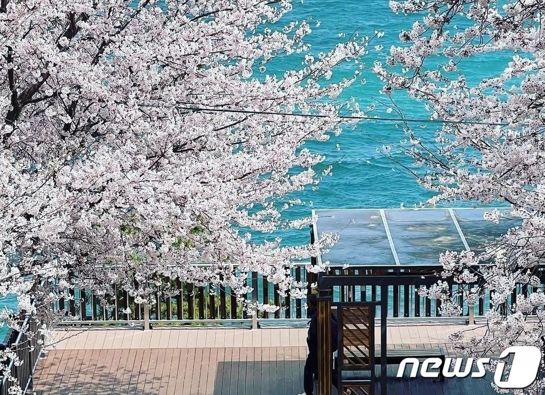 본문 이미지 - 경남 거제시 장승포 해안로 일원에 핀 벚꽃.(거제시 제공)