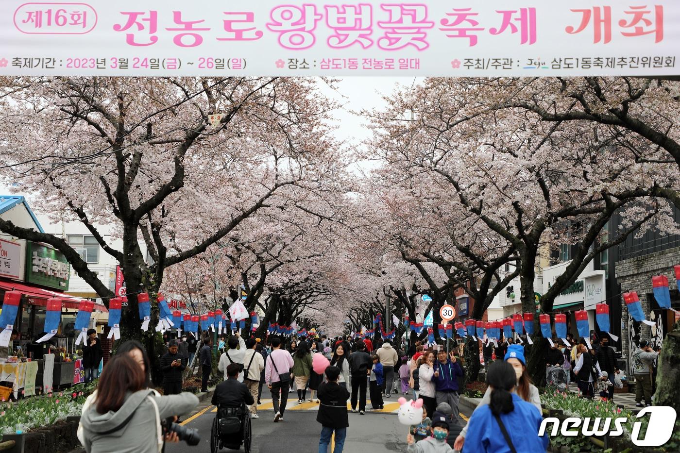 제주시 삼도1동 전농로 왕벚꽃 거리(자료사진) ⓒ News1 