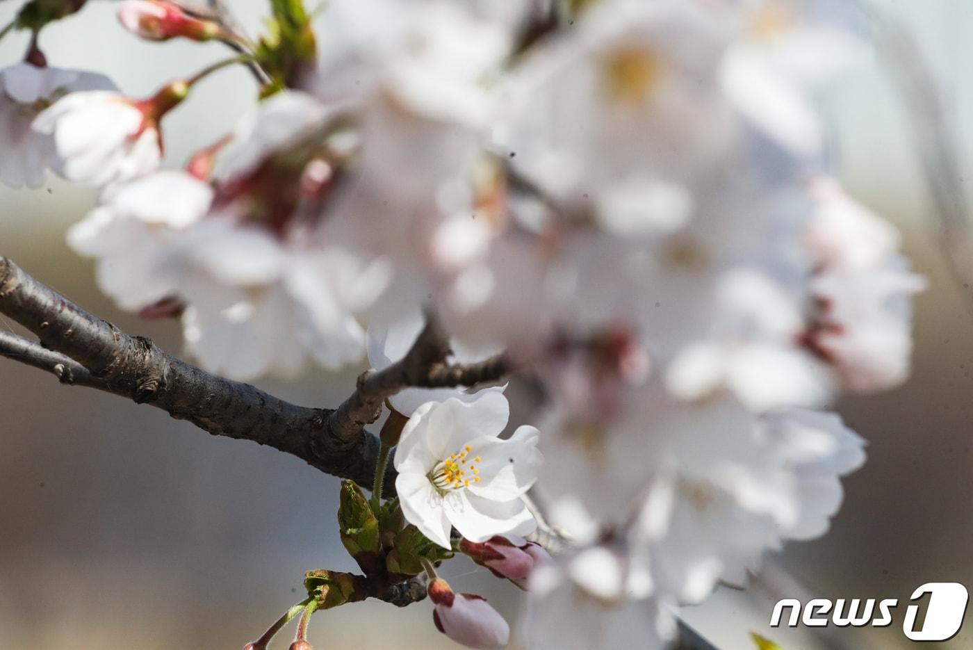 26일 서울 여의도 여의동로에 벚꽃 등 봄꽃들이 꽃망울을 터트리고 있다. 2023.3.26/뉴스1 ⓒ News1 허경 기자