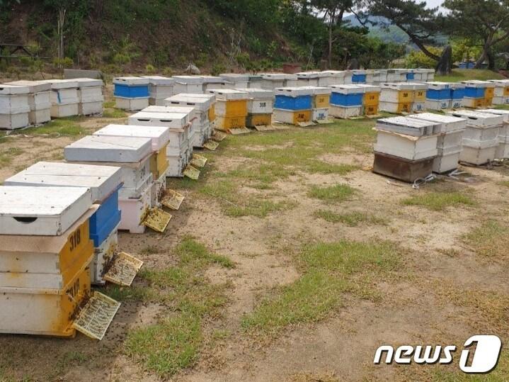 본문 이미지 - 27일 충북 충주시는 꿀벌 월동 피해 농가에 병해충 구제 약품을 긴급 지원한다고 밝혔다. 사진은 지역 양봉농가 벌통.(충주시 제공)2023.3.27/뉴스1