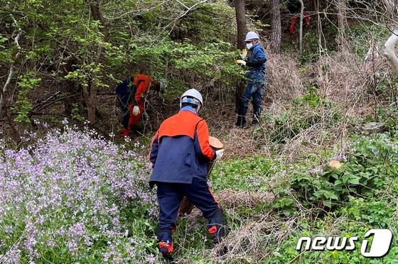 본문 이미지 - 제주도는 최근 한경면 지역을 중심으로 발생한 소나무 집단고사와 관련해 산림청으로부터 긴급방제비로 10억원을 확보했다고 27일 밝혔다. 솔껍질깍지벌레 방제 모습.(제주도 제공)/뉴스1 