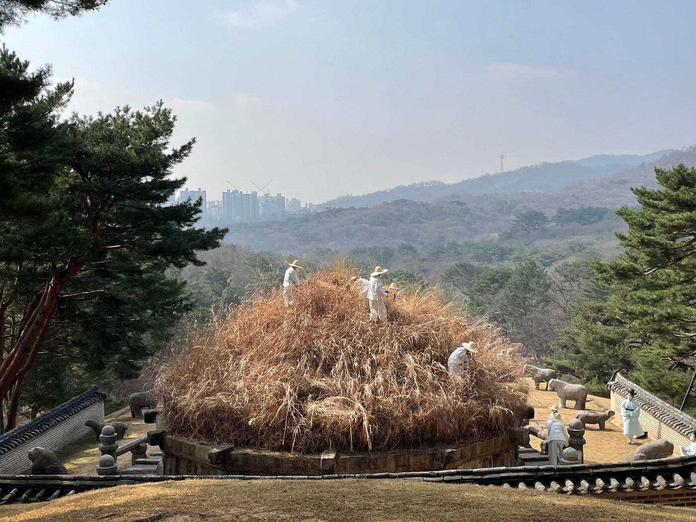 본문 이미지 -  건원릉 예초 모습. (궁능유적본부 제공)