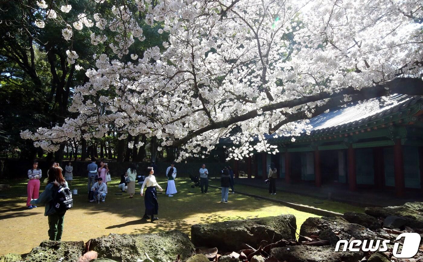 본문 이미지 - 제주시 삼성혈에 만개한 벚꽃나무 앞에서 관광객과 도민들이 봄 정취를 즐기고 있다. 2023.3.27/뉴스1 ⓒ News1 오현지 기자