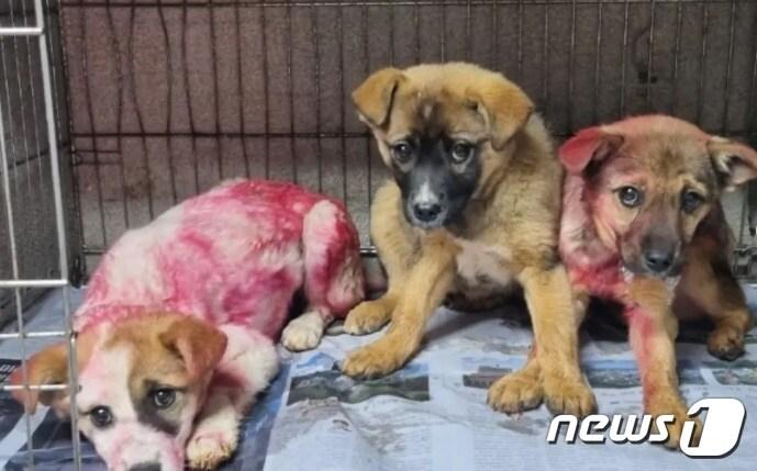 본문 이미지 - 온몸에 붉은색 래커가 칠해진 채 발견된 강아지 삼남매. (인스타그램 @first_du 갈무리)