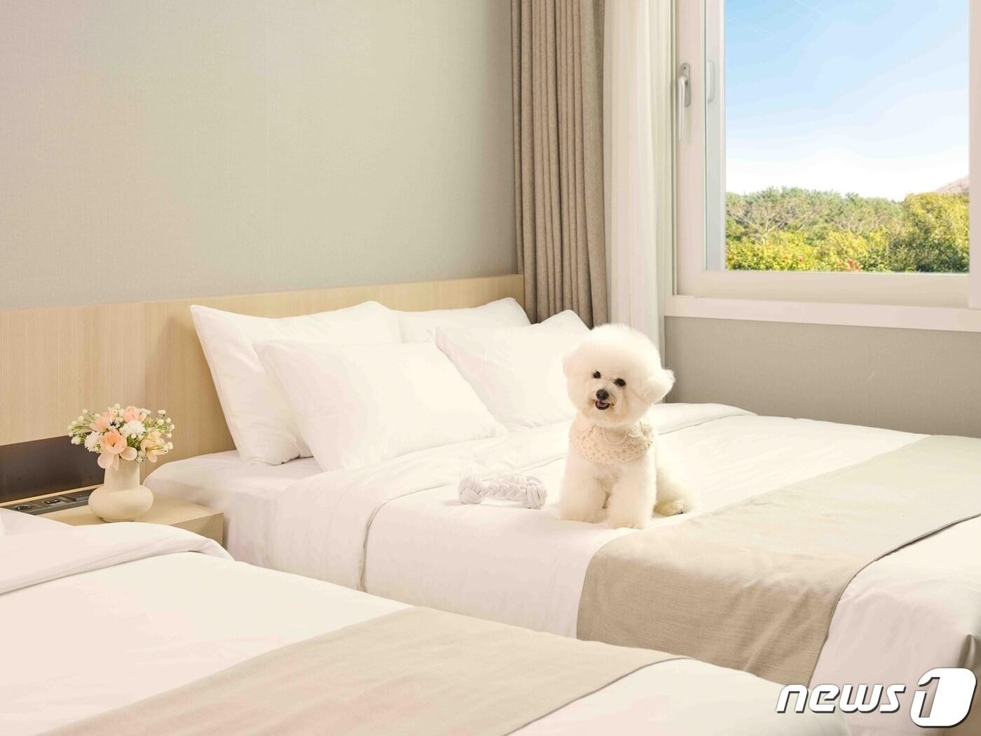 본문 이미지 - 강아지가 한화리조트 제주 펫 객실 멍패커룸에 앉아있는 모습(한화호텔앤드리조트 제공)