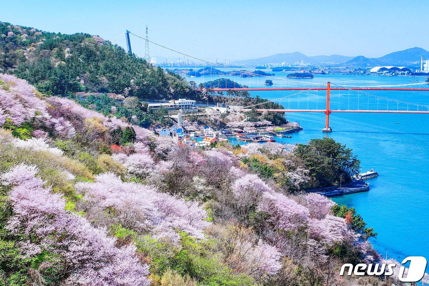 본문 이미지 - 남해대교와 벚꽃(남해군 제공).