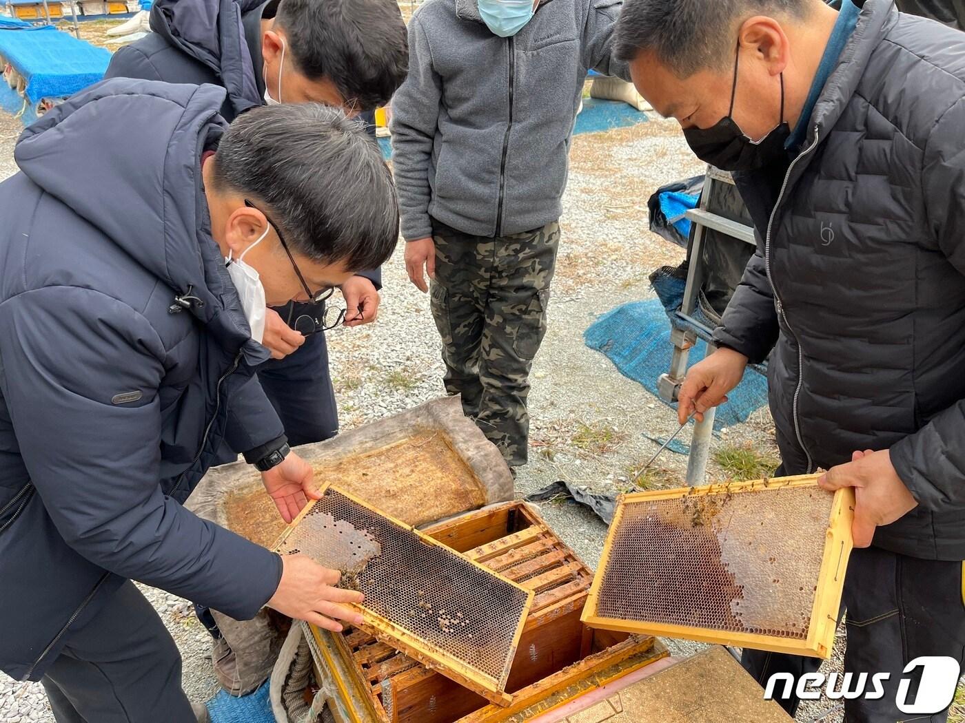 본문 이미지 - 전남도가 양봉협회와 합동으로 양봉농가 대상 꿀벌 피해조사를 진행하고 있는 모습.(전남도 제공) 2023.3.28/뉴스1