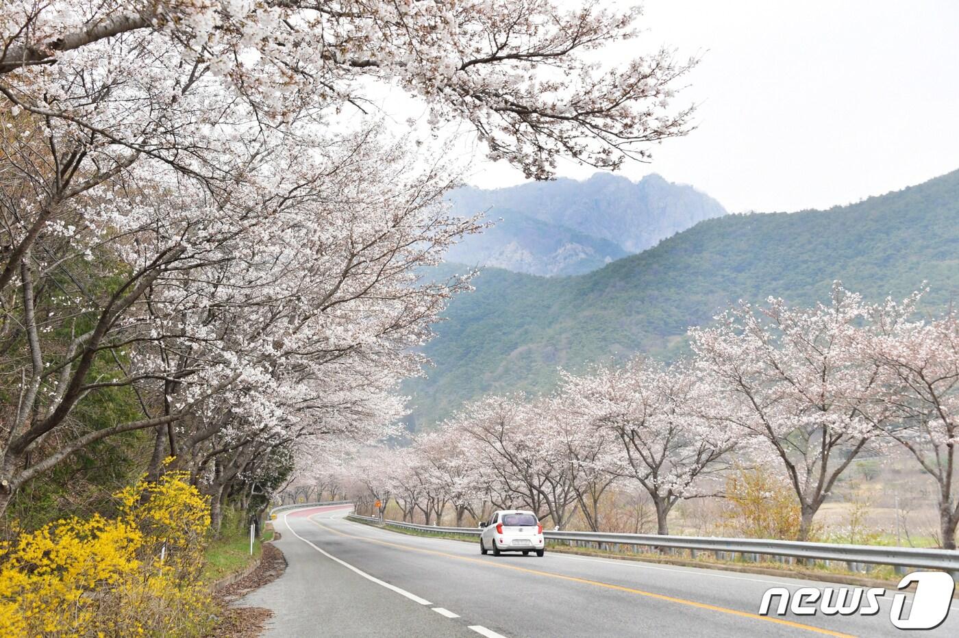 전남 담양군 추월산 입구에 벚꽃이 활짝 피어있다.(담양군 제공)2023.3.29/뉴스1 