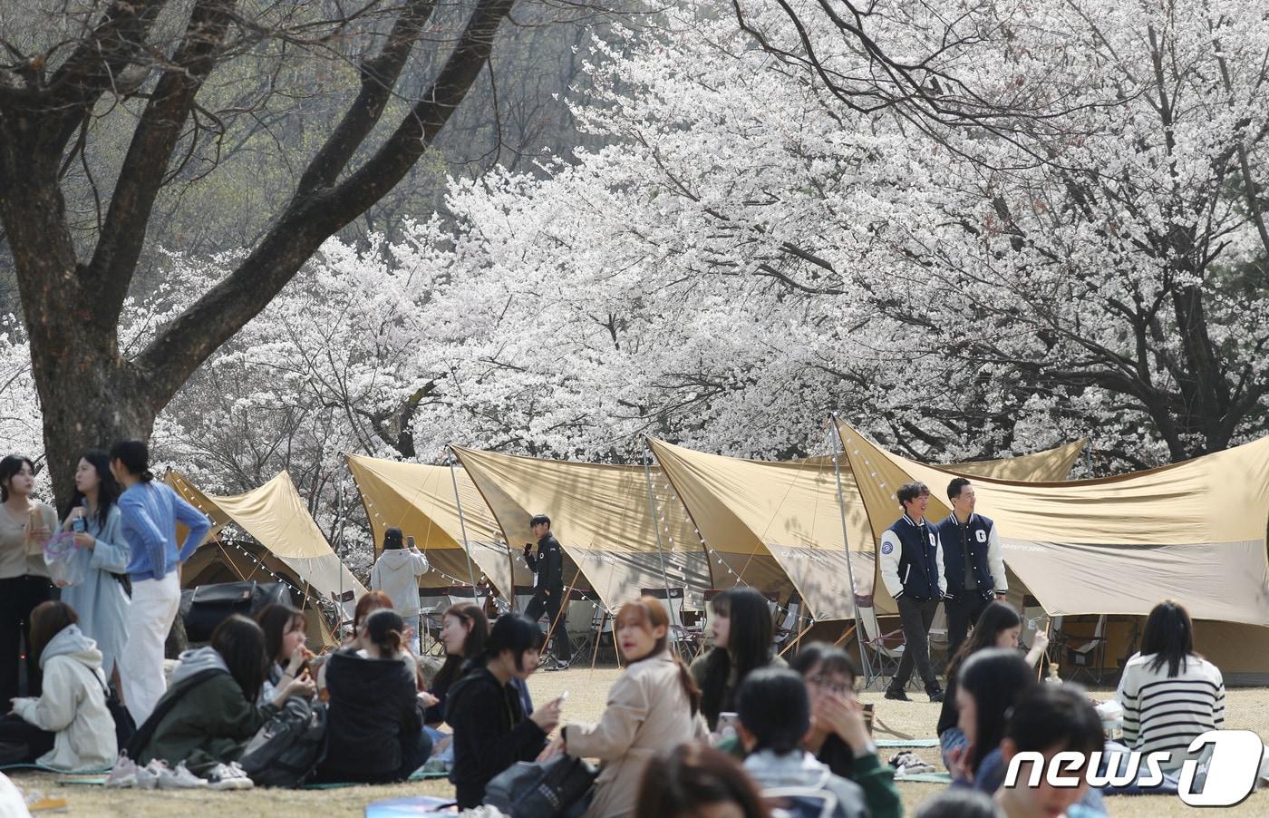 대학 봄 축제에서 벚꽃과 함께 봄정취를 만끽하는 학생들. (뉴스1DB) ⓒ News1 김영운 기자