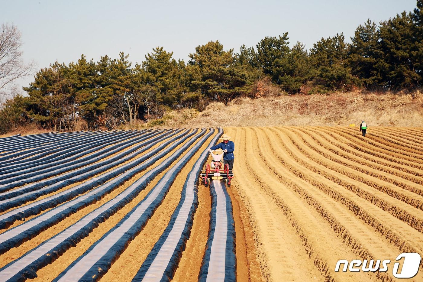 본문 이미지 - 농민들이 감자를 파종하고 있다. (서산시 제공) 2023.3.3/뉴스1 ⓒ News1 김기태 기자