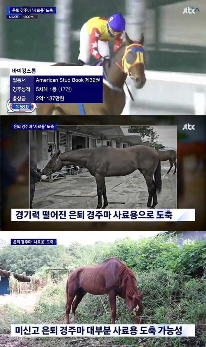 본문 이미지 - 퇴역 경주마 바이킹스톰이 사료용으로 도축된 사실이 전해졌다. (JTBC 갈무리)
