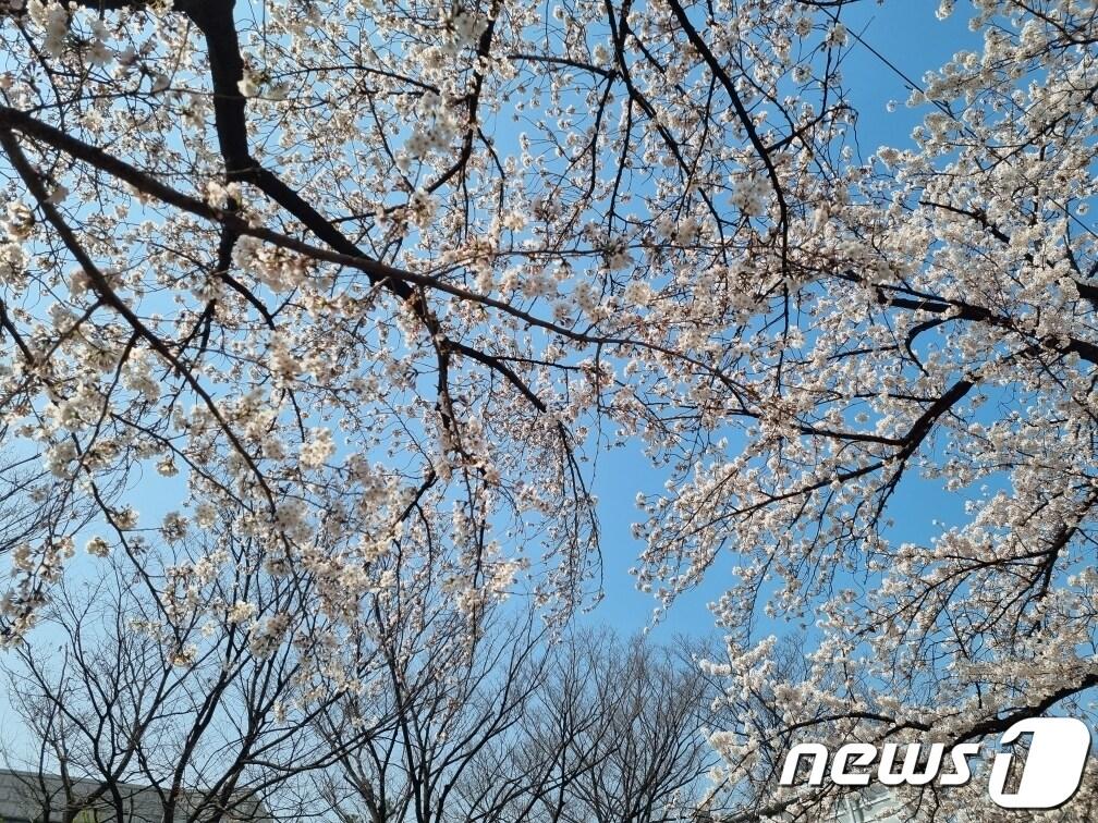 본문 이미지 - 30일 서울 영등포구 여의도 영등포구청 수목관리번호 118~120번 벚나무 ⓒ 뉴스1