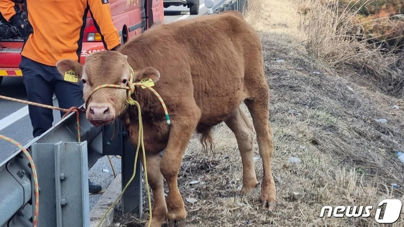 30일 오후 3시40분쯤 충북 제천시 중앙고속도로 부산방향 남제천나들목 인근에서 송아지 1마리가 발견됐다.(한국도로공사 제공).2023.03.30./뉴스1