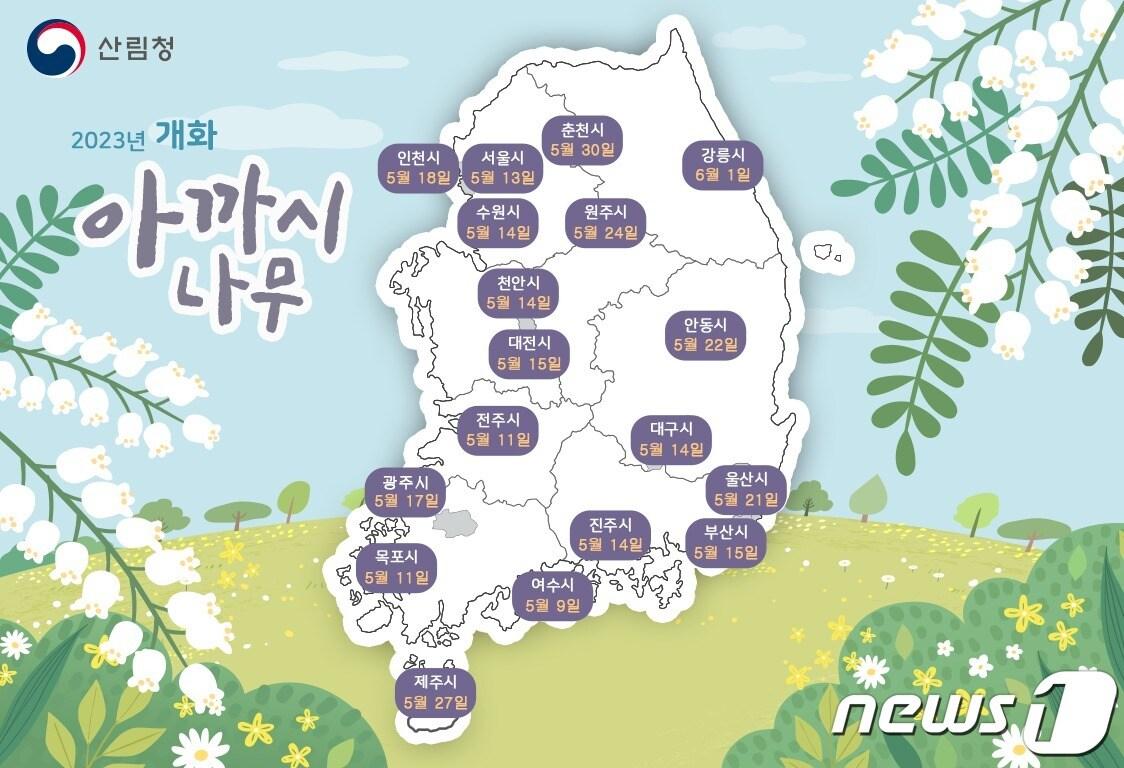 본문 이미지 - 아까시나무 개화 개엽 지도 (국립산림과학원 제공)/뉴스1 