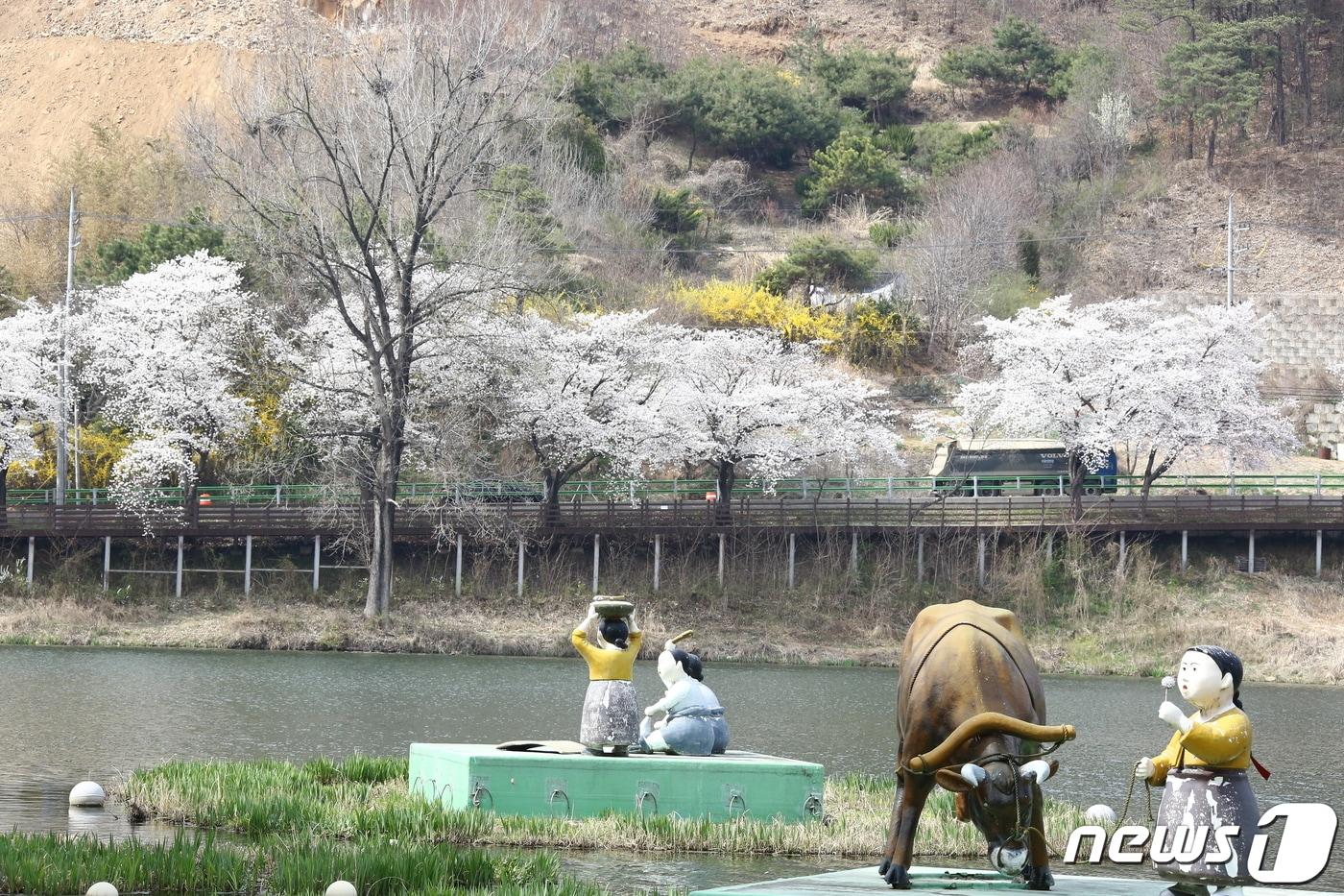 본문 이미지 - 충북 옥천군 소재 옛 37번 국도변 벚꽃길 벚꽃 모습.(옥천군 제공) 