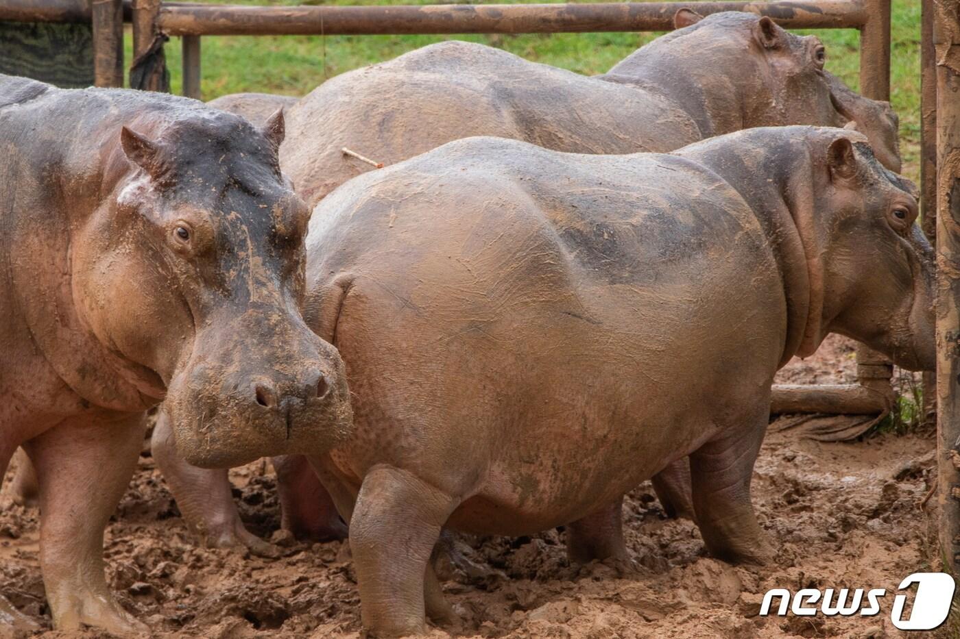 지난 2021년 10월 콜롬비아 안티오키아주에서 포획된 하마들이 개체수 조절을 위한 중성화 수술을 기다리는 모습이다. 2021.10.08. ⓒ 로이터=뉴스1 ⓒ News1 김성식 기자