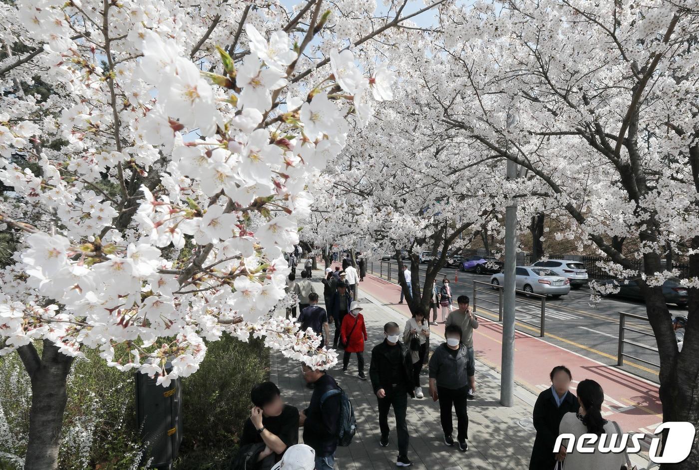 본문 이미지 - 벚꽃이 활짝 핀 서울 여의도 여의서로. /뉴스1 ⓒ News1 박세연 기자