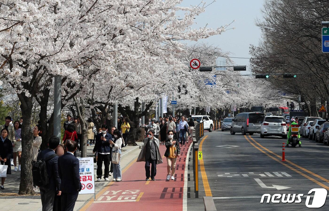 본문 이미지 - 31일 오후 여의도봄꽃축제를 앞두고 벚꽃이 활짝 핀 서울 여의도 여의서로에서 시민들이 즐거운 시간을 보내고 있다.2023.3.31/뉴스1 ⓒ News1 박세연 기자