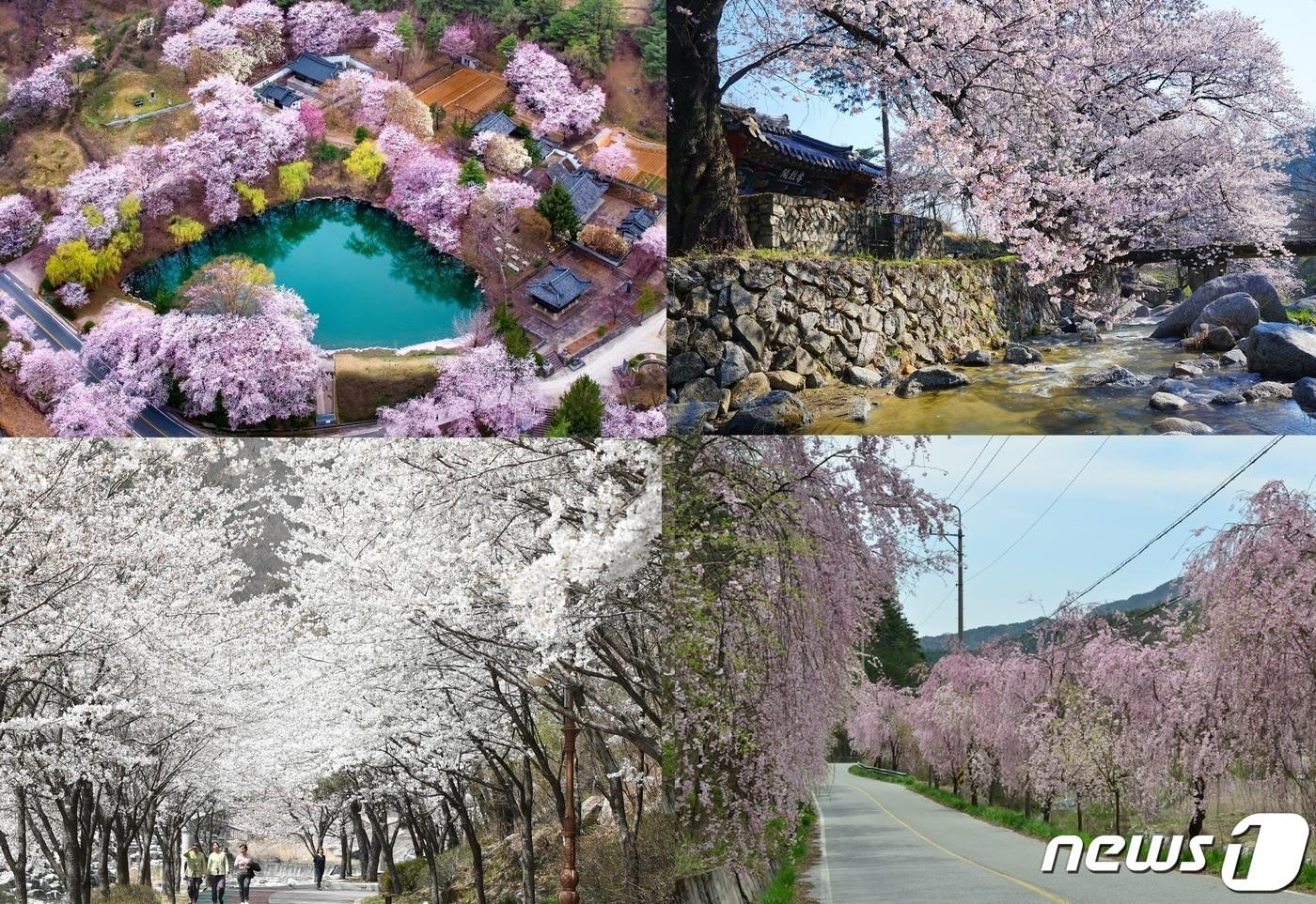 거창군 벚꽃 명소인 덕천서원(상단 왼쪽), 용원정 쌀다리(상단 오른쪽), 건계정(하단 왼쪽), 병곡 수양 벚꽃길(하단 오른쪽)(거창군 제공).