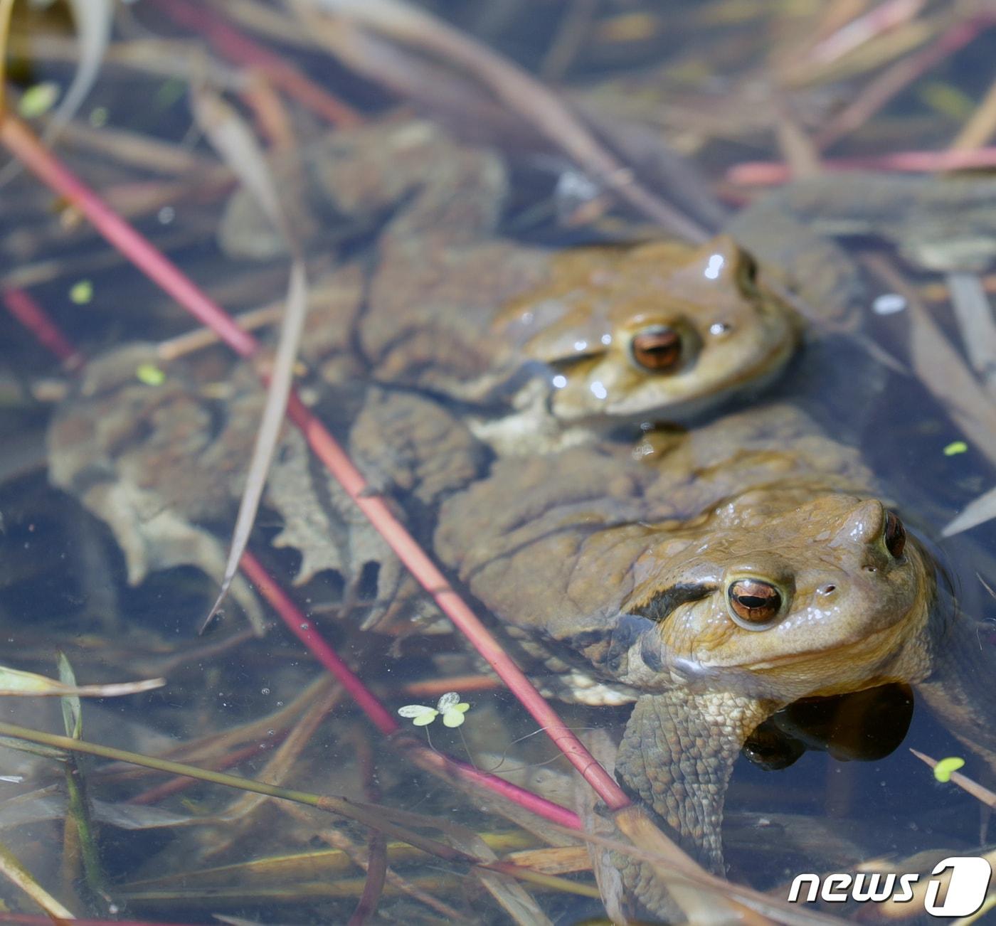 본문 이미지 - 맹꽁이./뉴스1