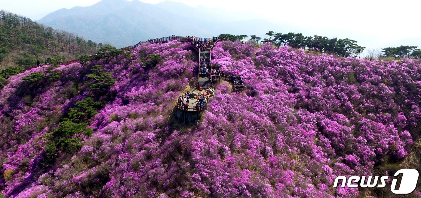 고려산 진달래 군락지(강화군 제공) / 뉴스1