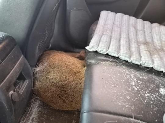 본문 이미지 - 터널을 나서자마자 떨어진 고라니에 차량 앞 유리가 박살 나면서 운전자가 크게 다치는 사고가 발생했다. (유튜브 '한문철 TV')