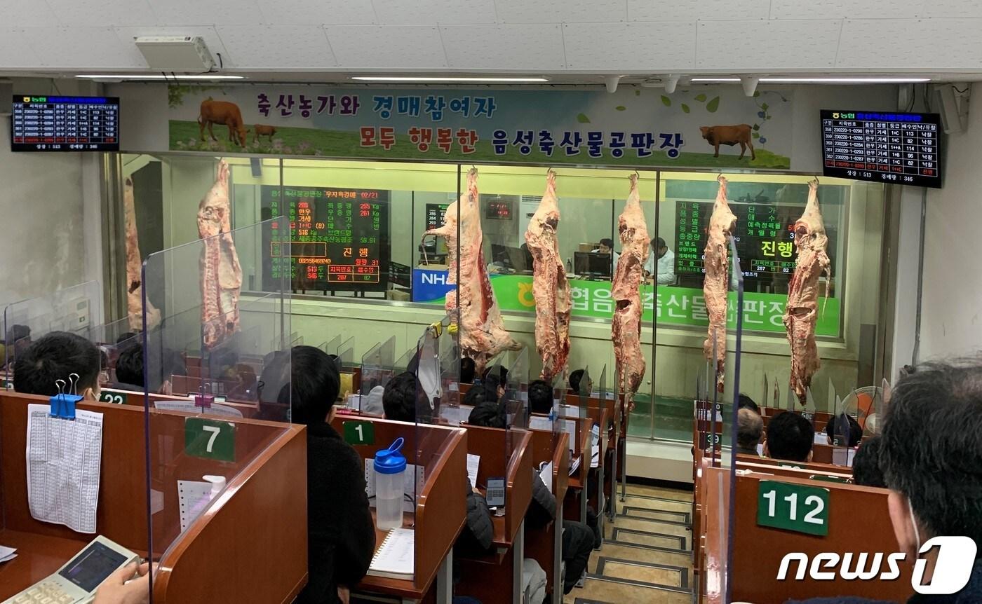 충북 음성에 위치한 농협 음성 축산물 공판장에서 한우 직경매를 하고 있는 모습.(롯데마트 제공)