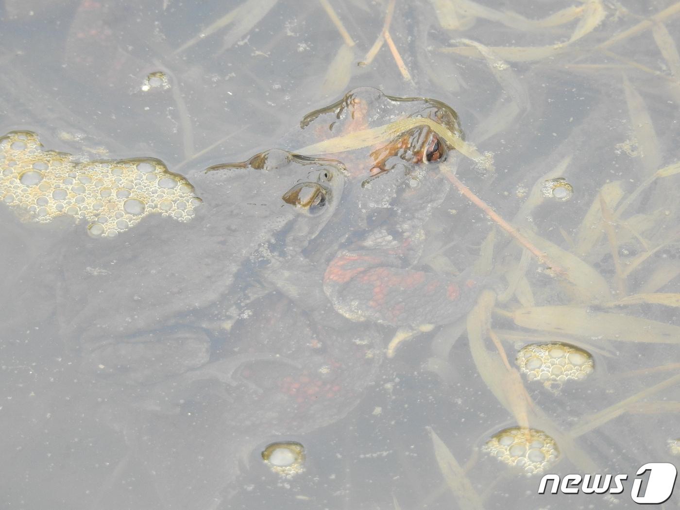 본문 이미지 - 충북 청주시 서원구 산남생태공원에서 짝짓기 중인 두꺼비들.(청주시 제공).2023.3.9/뉴스1
