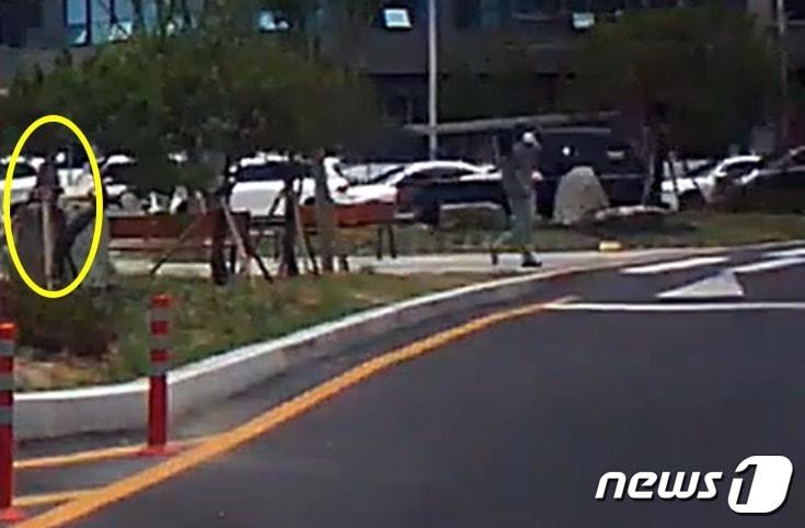 본문 이미지 - 피해자가 교통섬 안에서 보행하는 모습. ('보배드림' 갈무리)