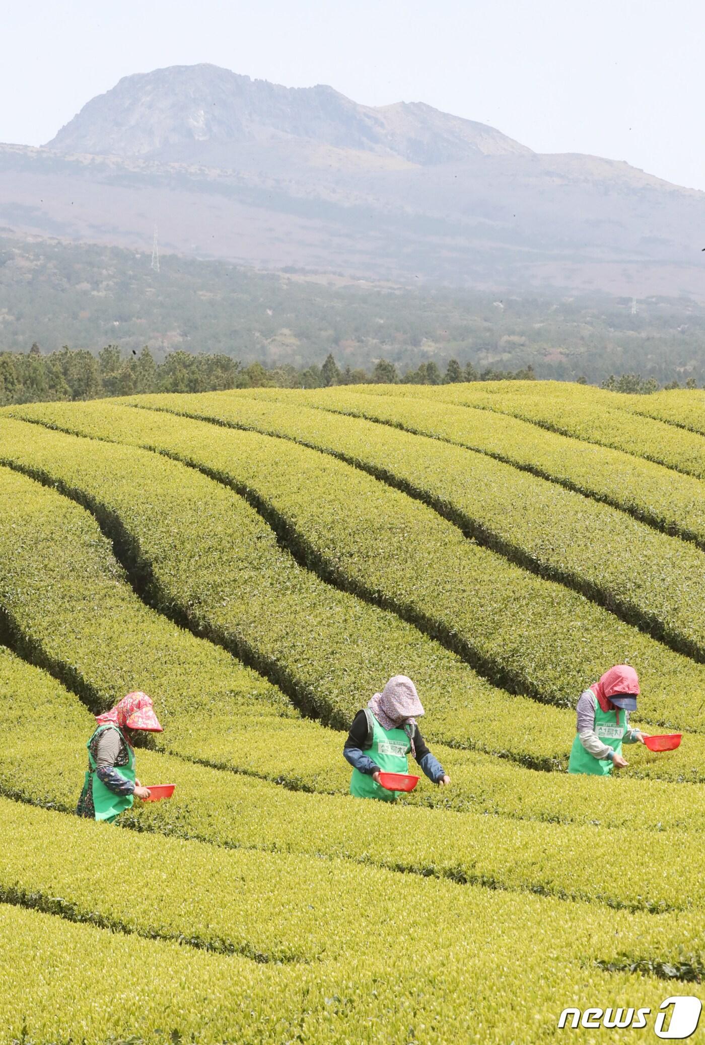 본문 이미지 - 제주 서귀포시 도순동 오설록농장 돌송이차밭에서 주민들이 올해 첫 찻잎을 수확하고 있다. 2023.4.10/뉴스1 ⓒ News1 오현지 기자