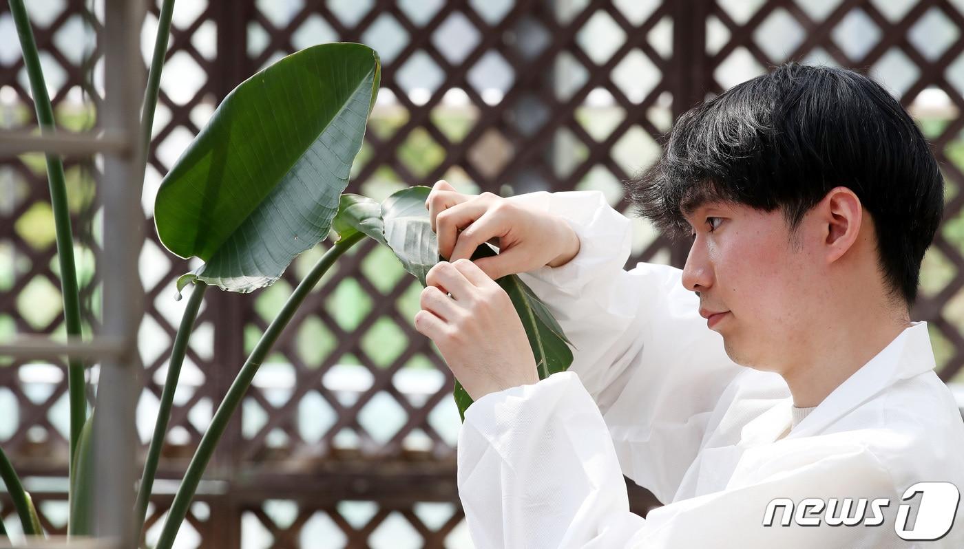 본문 이미지 -  서울 서초구 내곡동 서울시 농업기술센터 내에 개원한 반려식물병원 입원실에서 식물의사가 입원한 식물을 살펴보고 있다.  2023.4.10/뉴스1 ⓒ News1 박지혜 기자