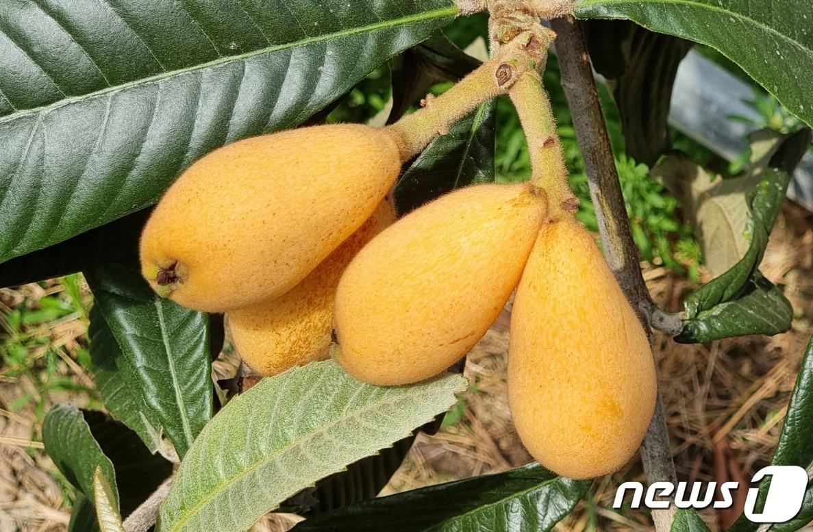 본문 이미지 - 전남농업기술원이 자체 육성한 비파 품종인 '조아비'.(전남도 제공) 2023.4.11/뉴스1