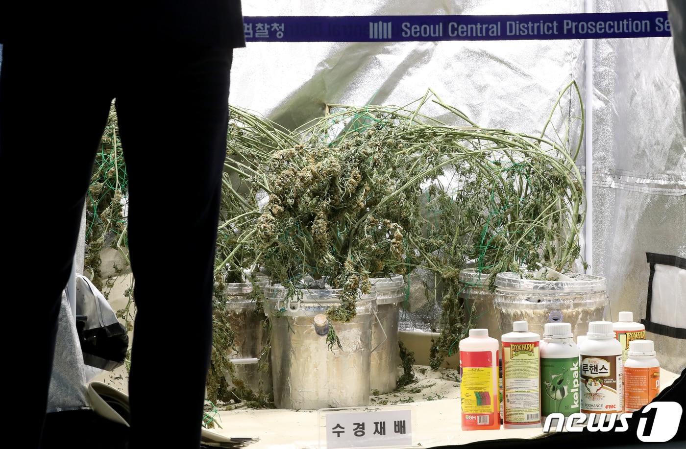 본문 이미지 - 13일 오전 서울 서초구 서울중앙지방검찰청 브리핑실에서 열린 아파트 등 주거지 등에서 대마 재배 및 생산 행위 적발 브리핑에서 대마 전문 재배 및 생산시설이 공개되고 있다. 2023.4.13/뉴스1 ⓒ News1 장수영 기자