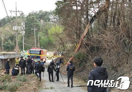 본문 이미지 - 강원도 강릉시 난곡동 일원 산불 발화지점으로 추정되는 강원도 강릉시 난곡동 일원의 강풍에 쓰러진 나무. (산림청 제공)