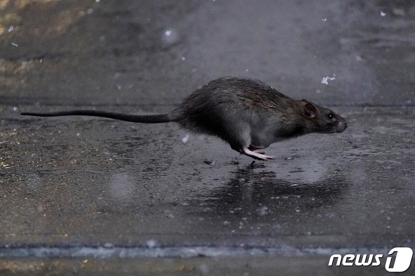 미국 뉴욕시가 쥐 퇴치를 담당하는 최초의 '쥐 퇴치 총책'(rat czar)을 임명하면서 '쥐 와의 전쟁'에 나섰다. 사진은 뉴욕 맨해튼 인도를 누비는 쥐. ⓒ 로이터=뉴스1 ⓒ News1 박재하 기자