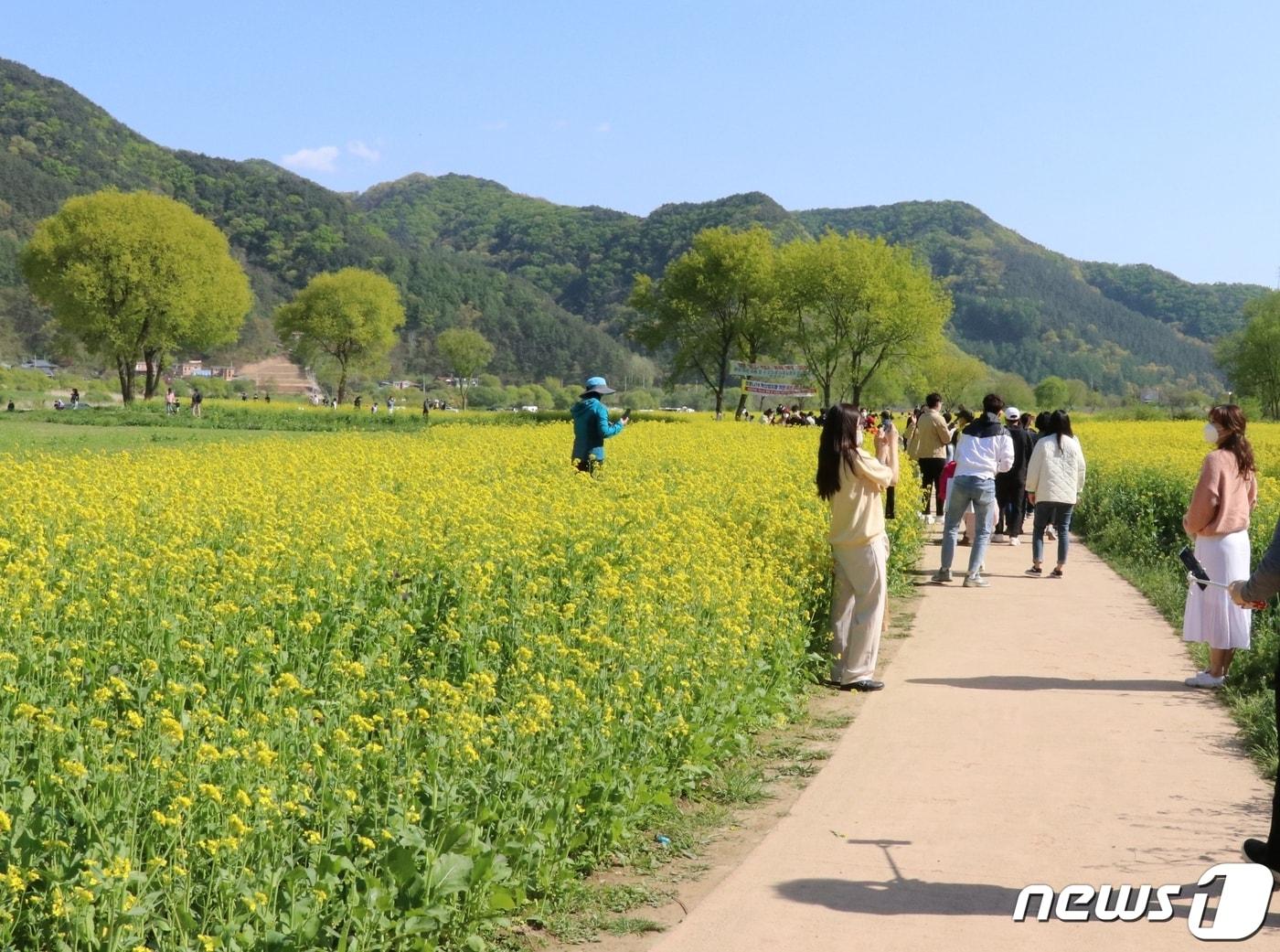 본문 이미지 - 충북 옥천군 동이면 금암리 일대 금강변 유채꽃밭 모습.(옥천군 제공) 