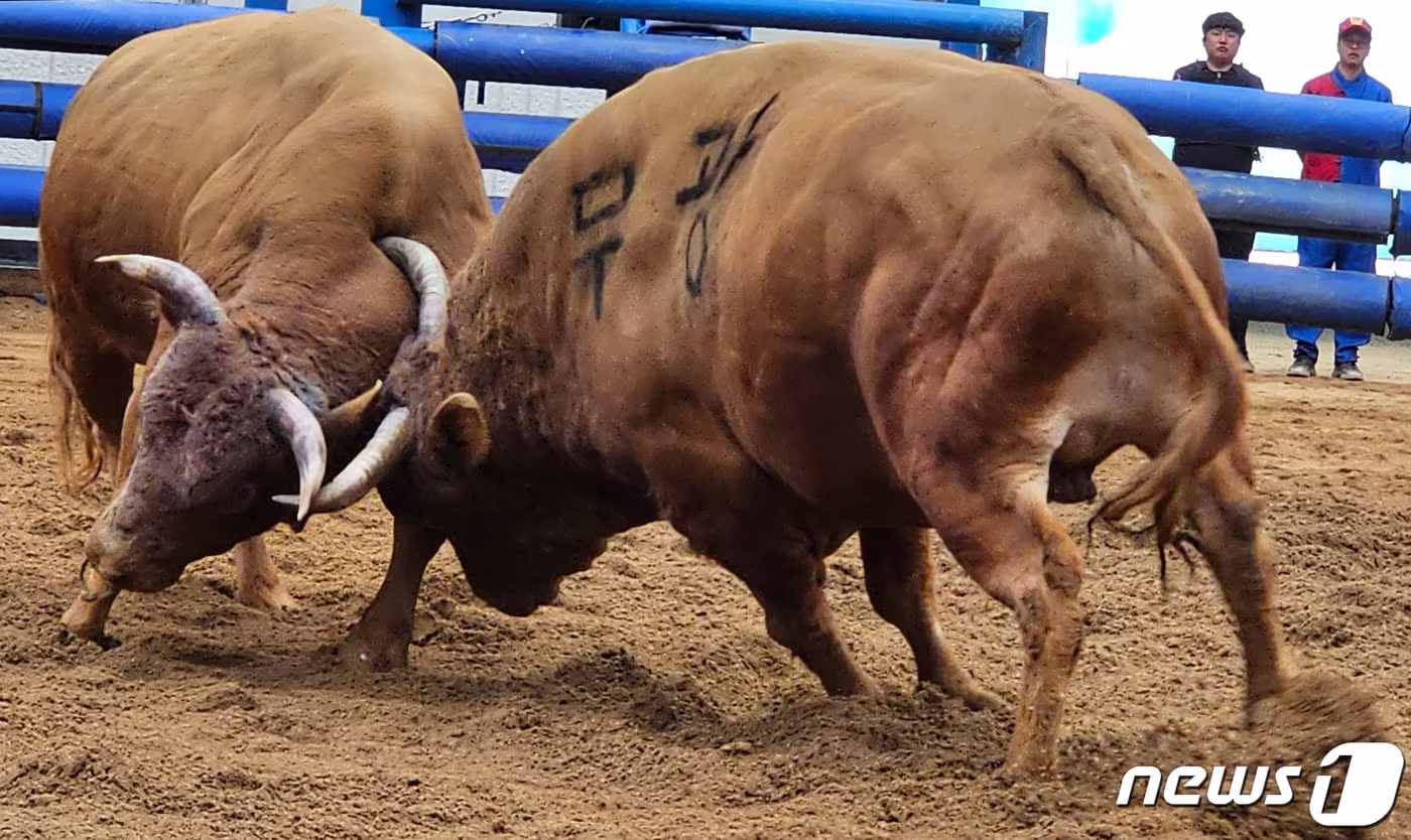 경북 청도 화양읍 청도소싸움경기장에서 개막한 2023 청도소싸움축제 소태백 결승전에서 맞붙은 소들이 뿔을 부딪히며 치열하게 싸우고 있다. 2023.4.14/뉴스1 ⓒ News1 정우용 기자